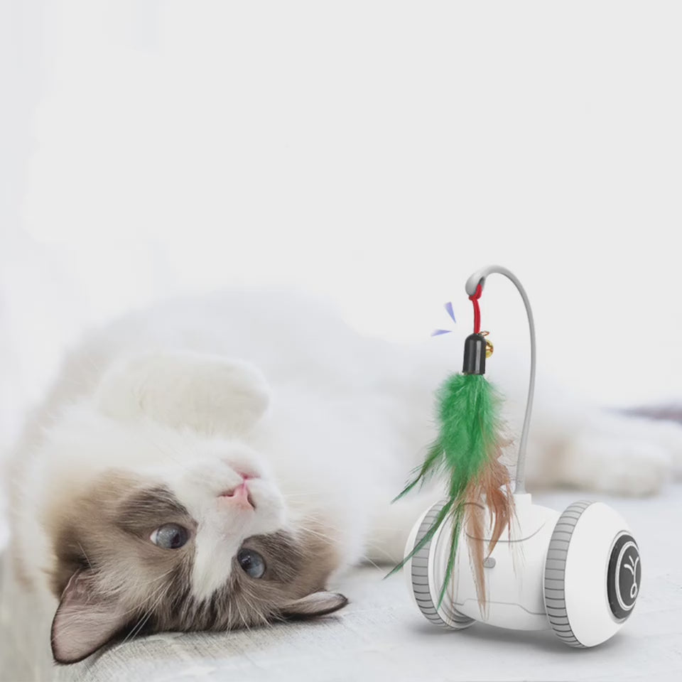 Interactive Cat Toy With Interchangeable Heads Pet